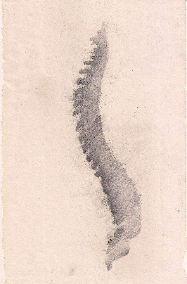 Estudos anatômicos, 2011.