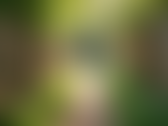 Top Fencing Tips: Choosing the Right Material