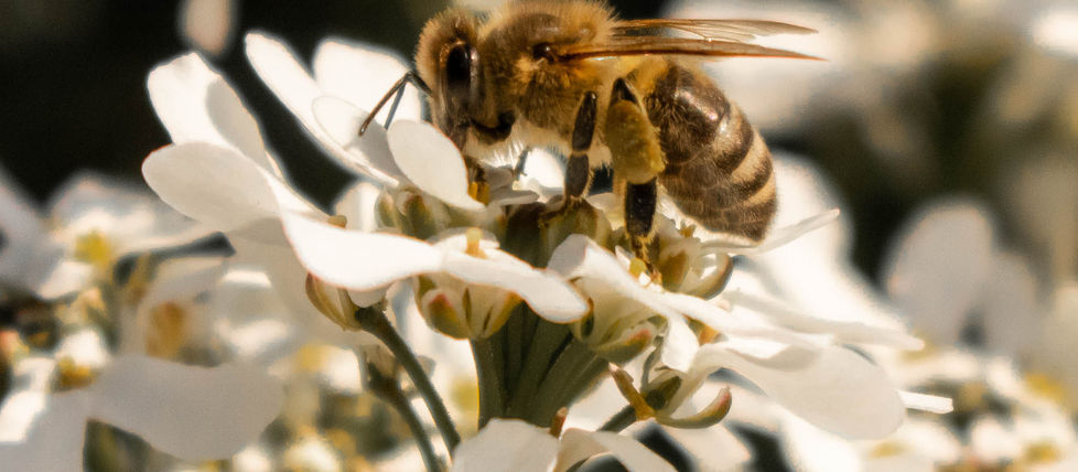 BEES