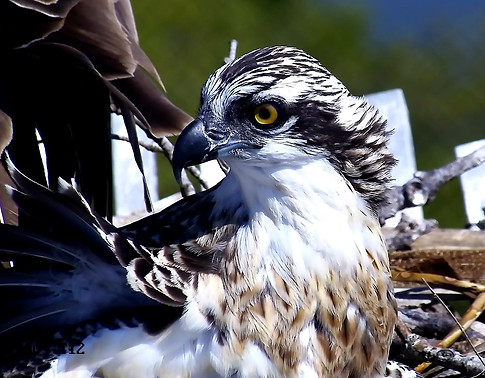 chick close up.jpg