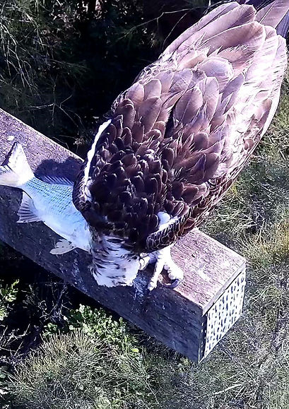 nice size fish for lunch.jpg