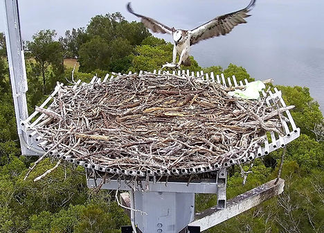 bringing in a fish.jpg