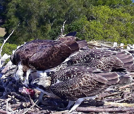 feeding time.jpg