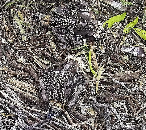the chicks.jpg