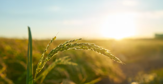 SIANT Agro Chemicals