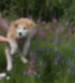 IMG_1013 red pup final