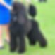 Carol at show with Parcheeni Poodle