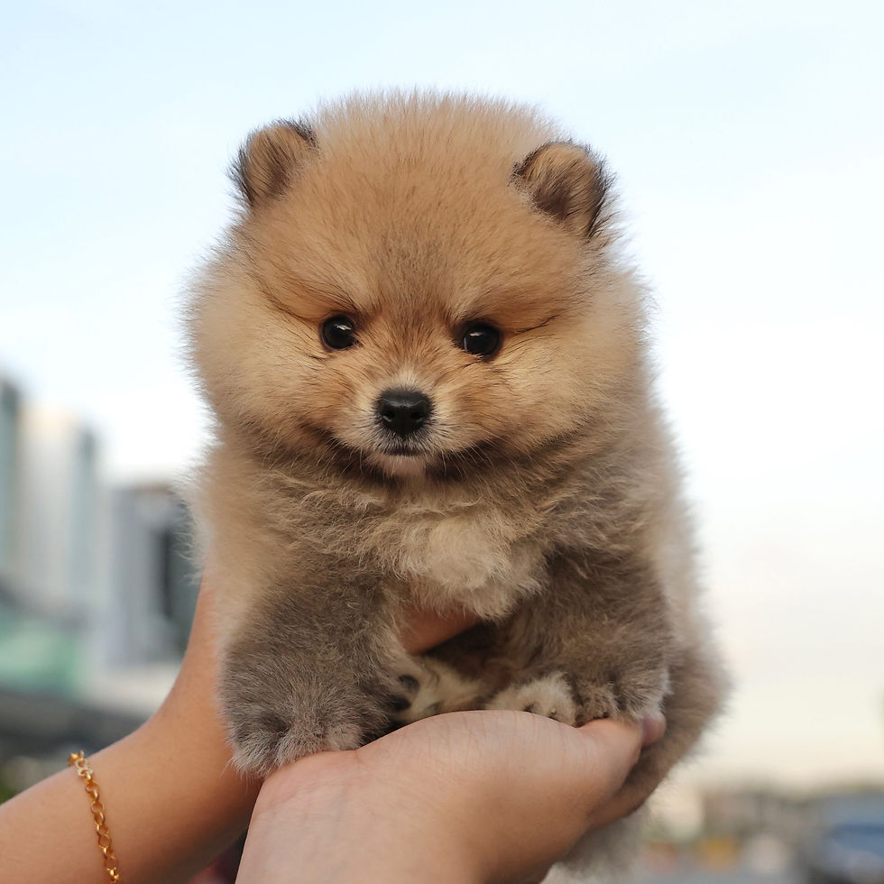 Thumbnail: Pomeranian - Chonky