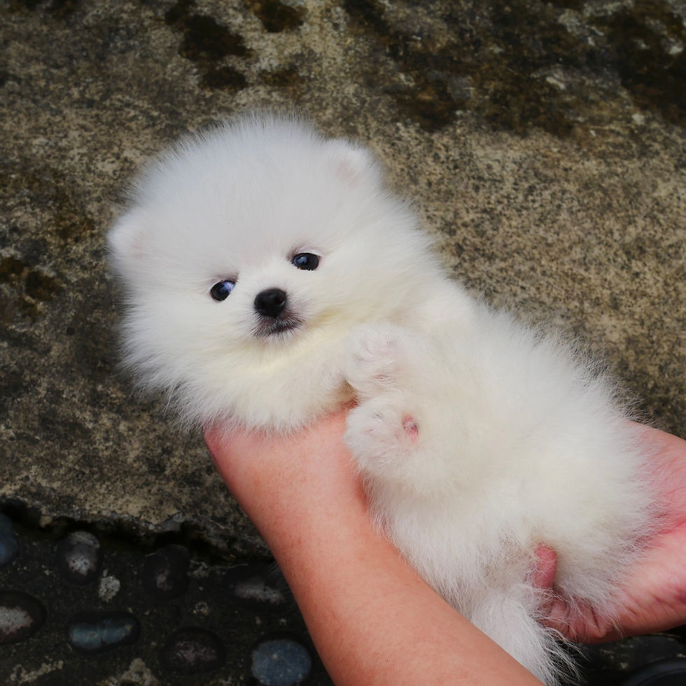 Thumbnail: Pomeranian-Leo