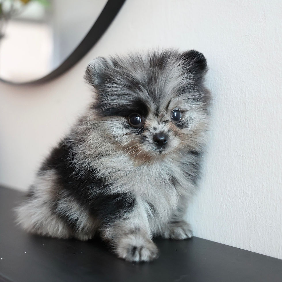 Thumbnail: Pomeranian - Puzzle