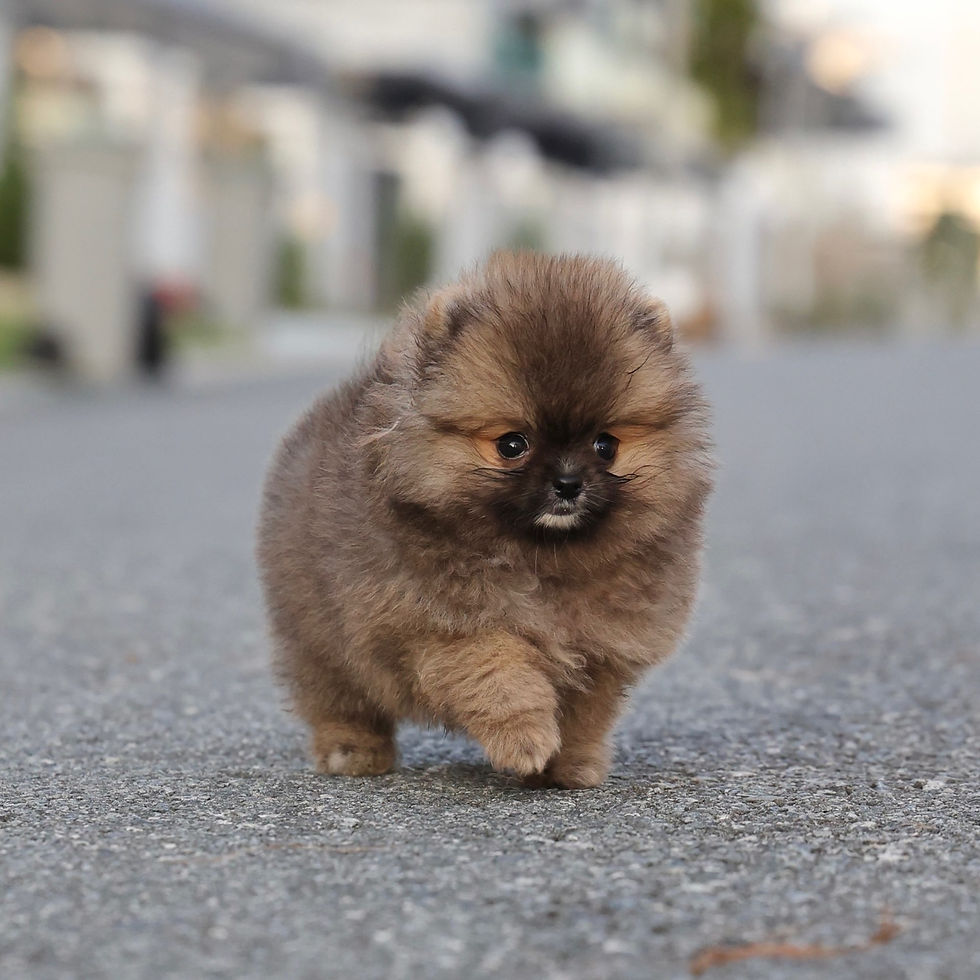 Thumbnail: Pomeranian - Longan