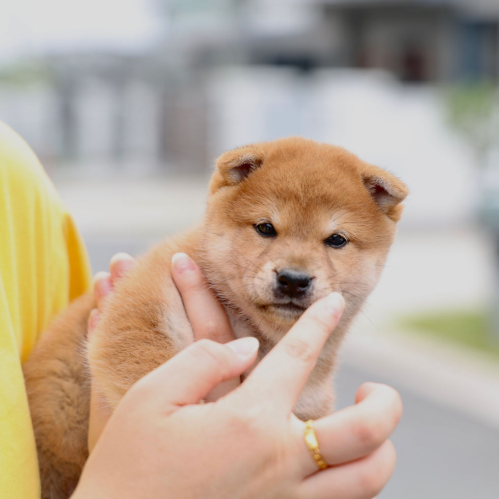 Thumbnail: Shiba inu-Potato