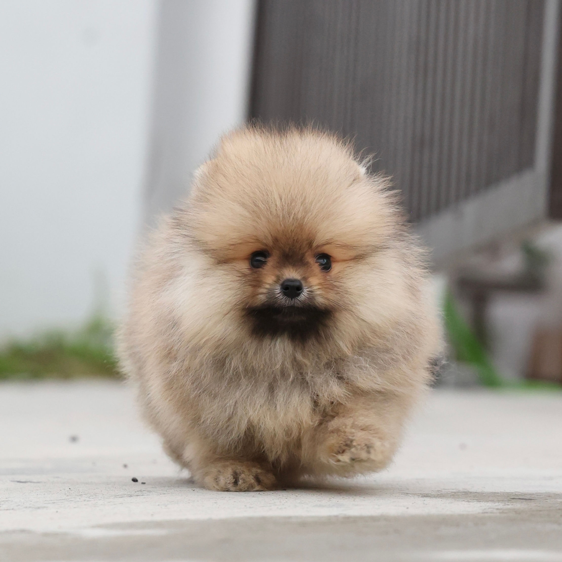 Pomeranian - Loki