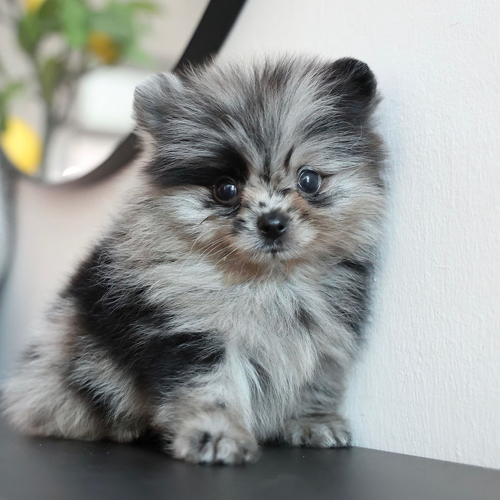 Thumbnail: Pomeranian - Puzzle