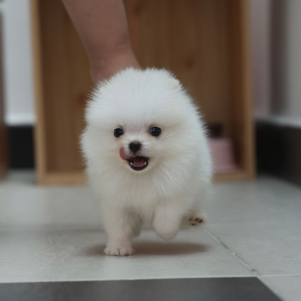 Thumbnail: Pomeranian -Iby 