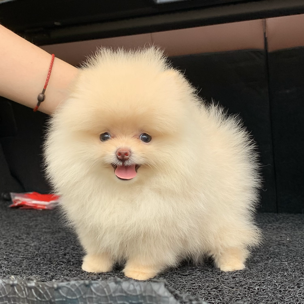 Thumbnail: Pomeranian-Laila