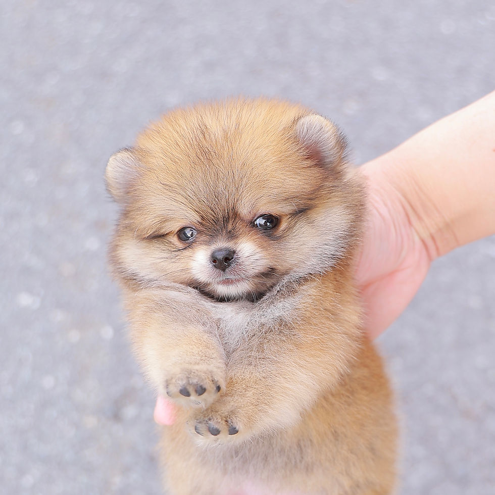 Thumbnail: Pomeranian - Bunny