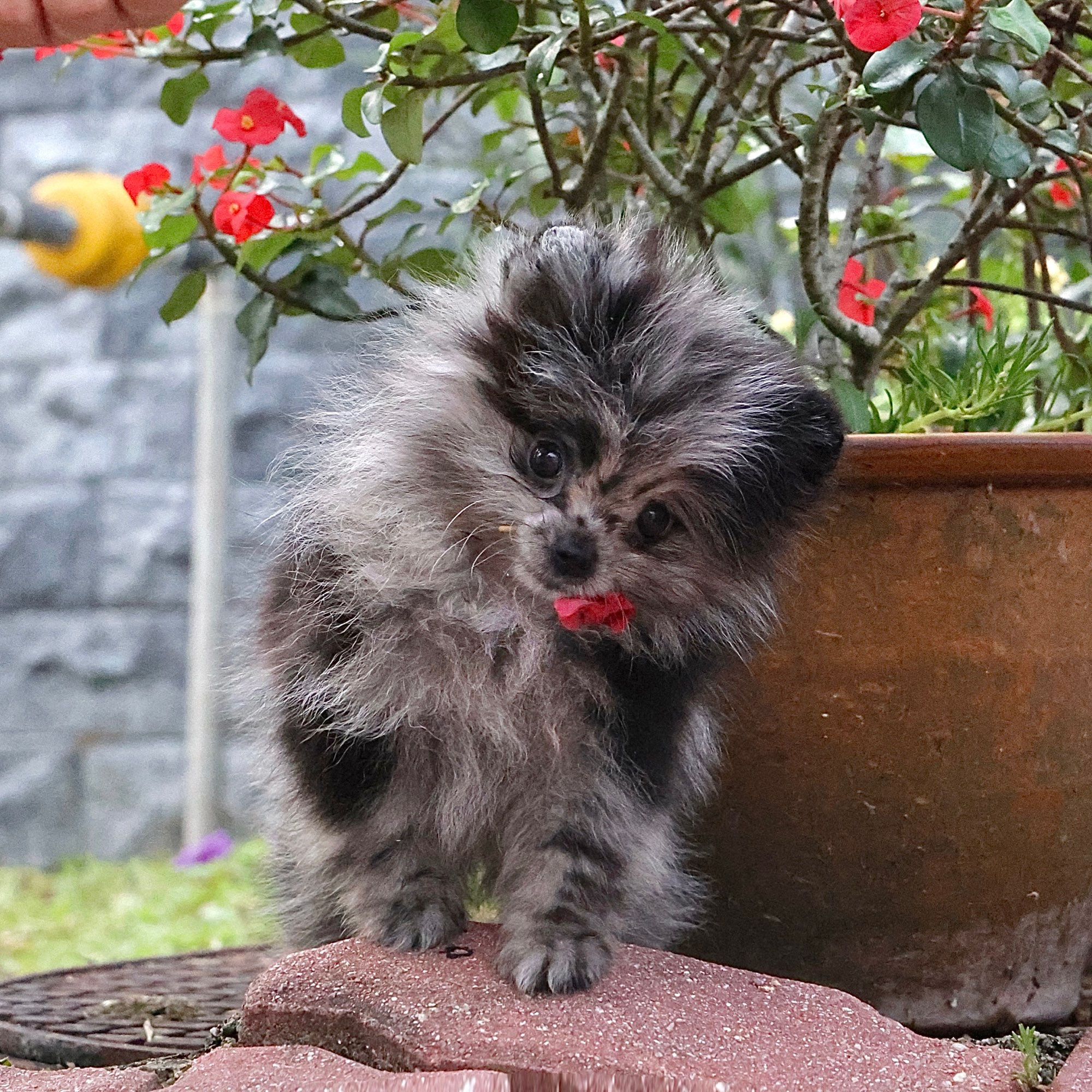 Pomeranian - Puzzle