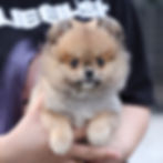 Thumbnail: Pomeranian - Molly