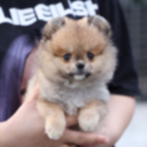 Pomeranian - Molly