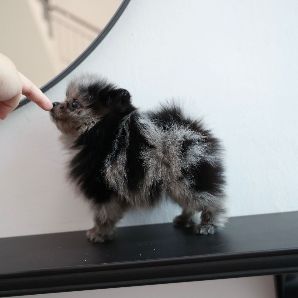 Thumbnail: Pomeranian - Puzzle