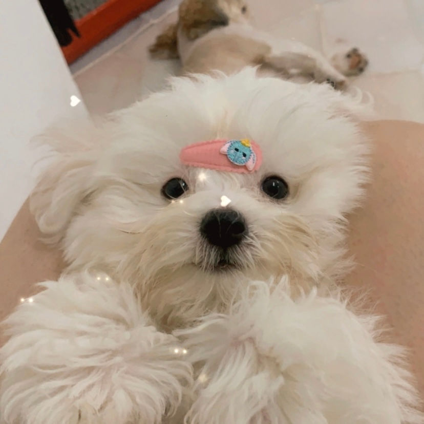 Thumbnail: Maltese-ZaiZai