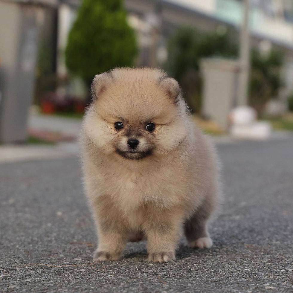 Thumbnail: Pomeranian - Jessi