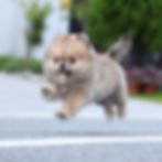 Thumbnail: Pomeranian - Molly