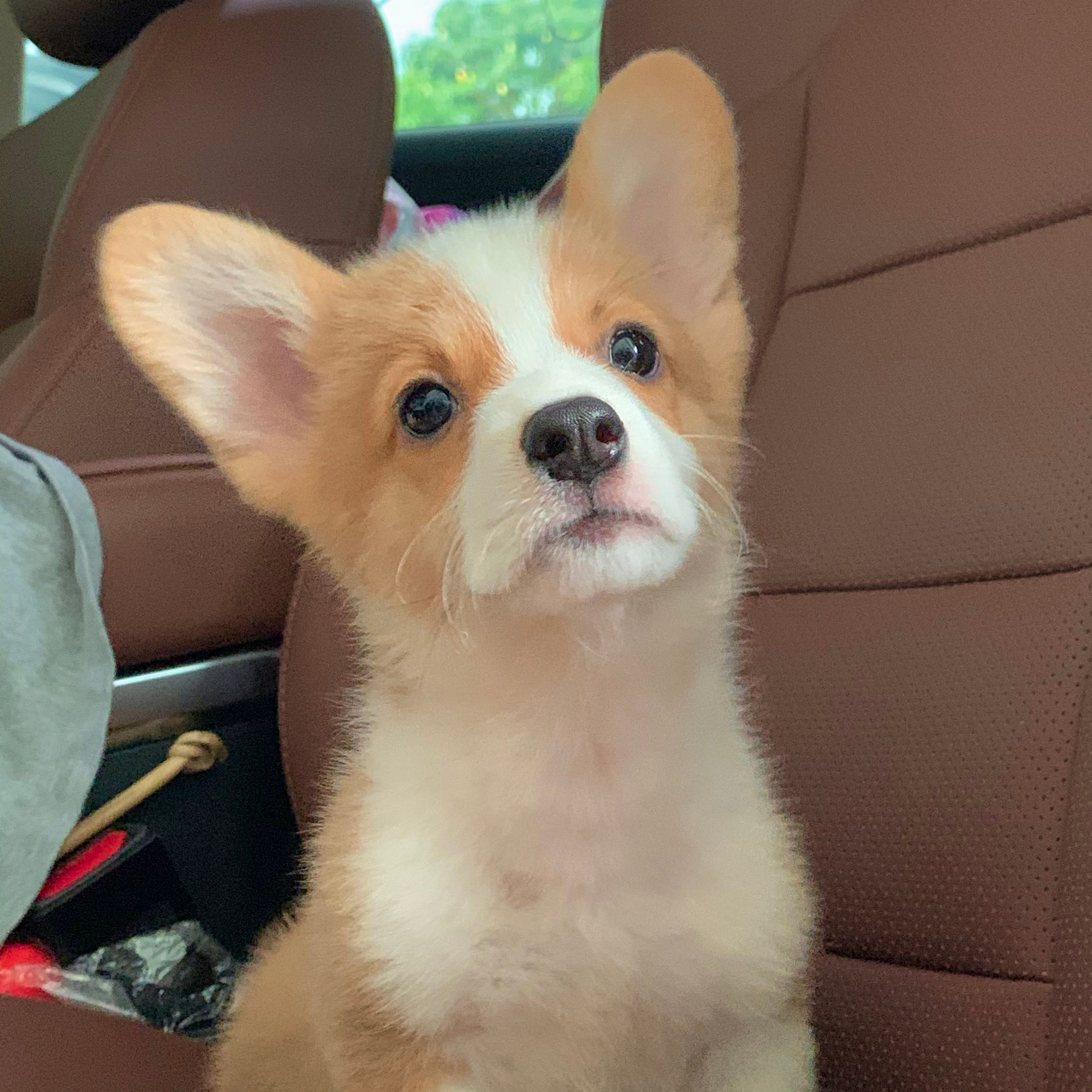 Corgi-Ah Dai