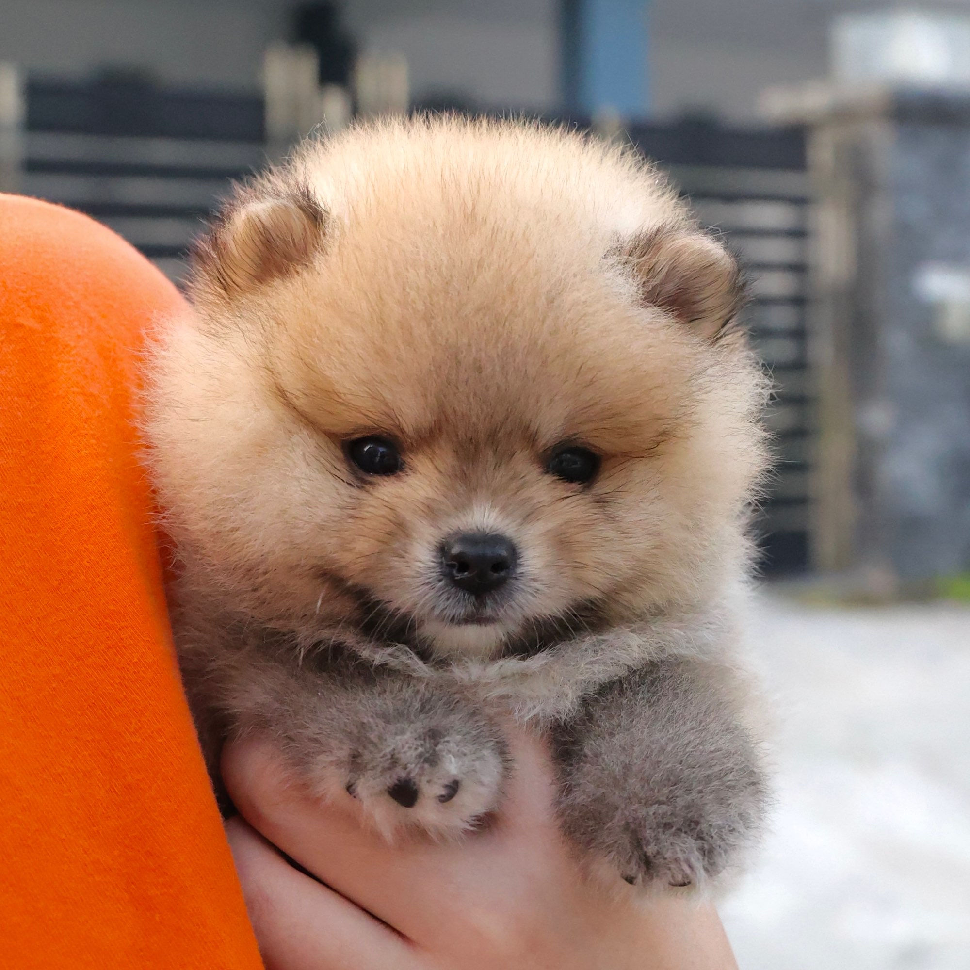 Pomeranian - Chonky