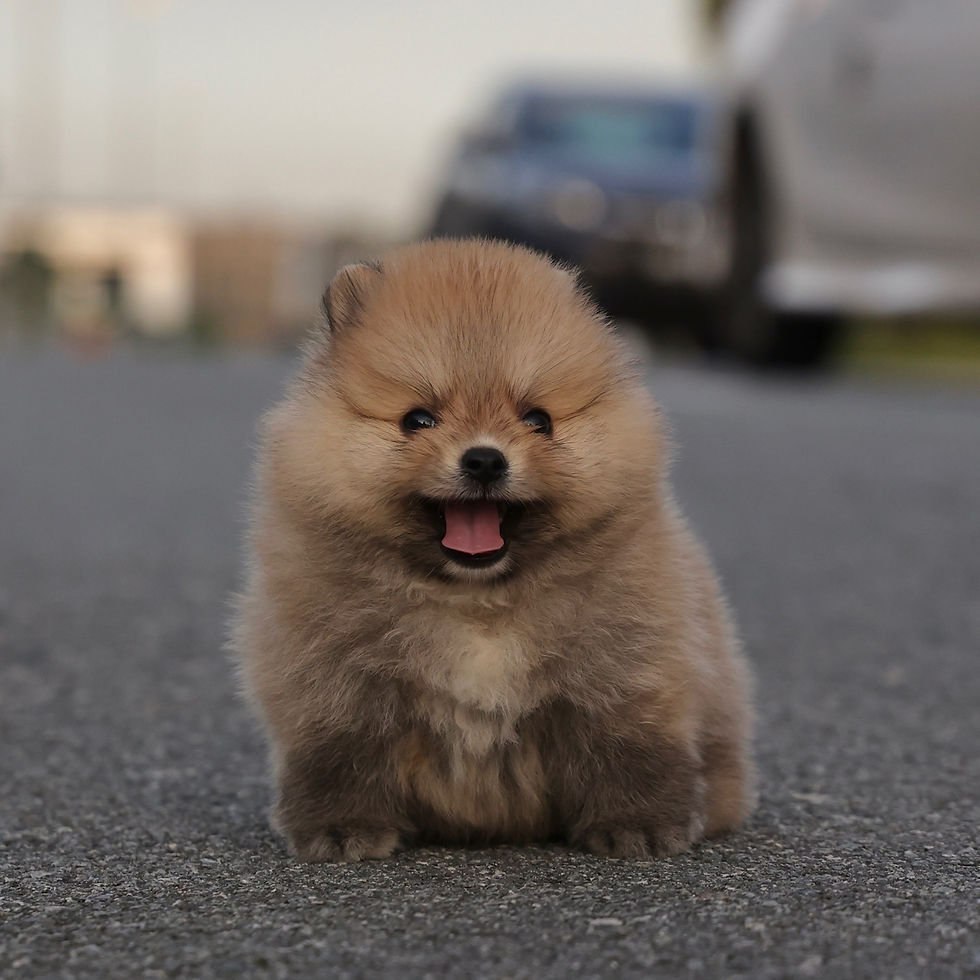 Thumbnail: Pomeranian - Chonky