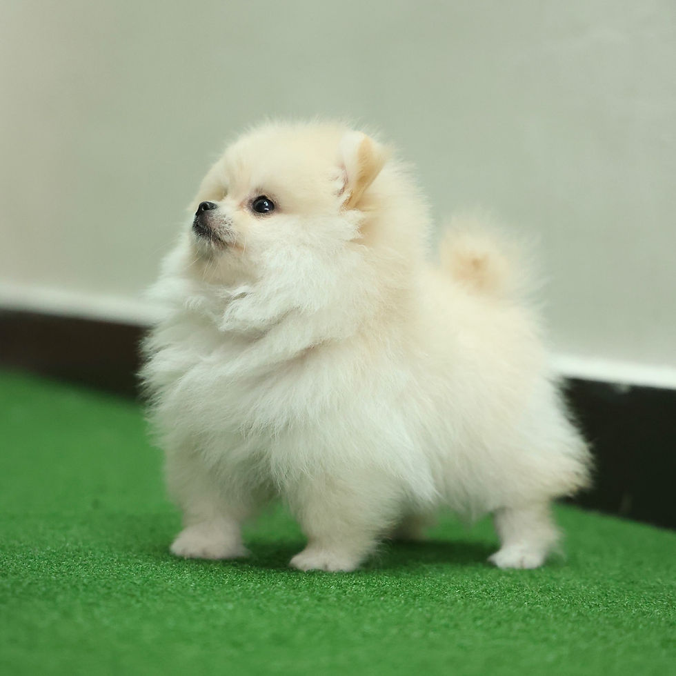 Thumbnail: Pomeranian - Moya