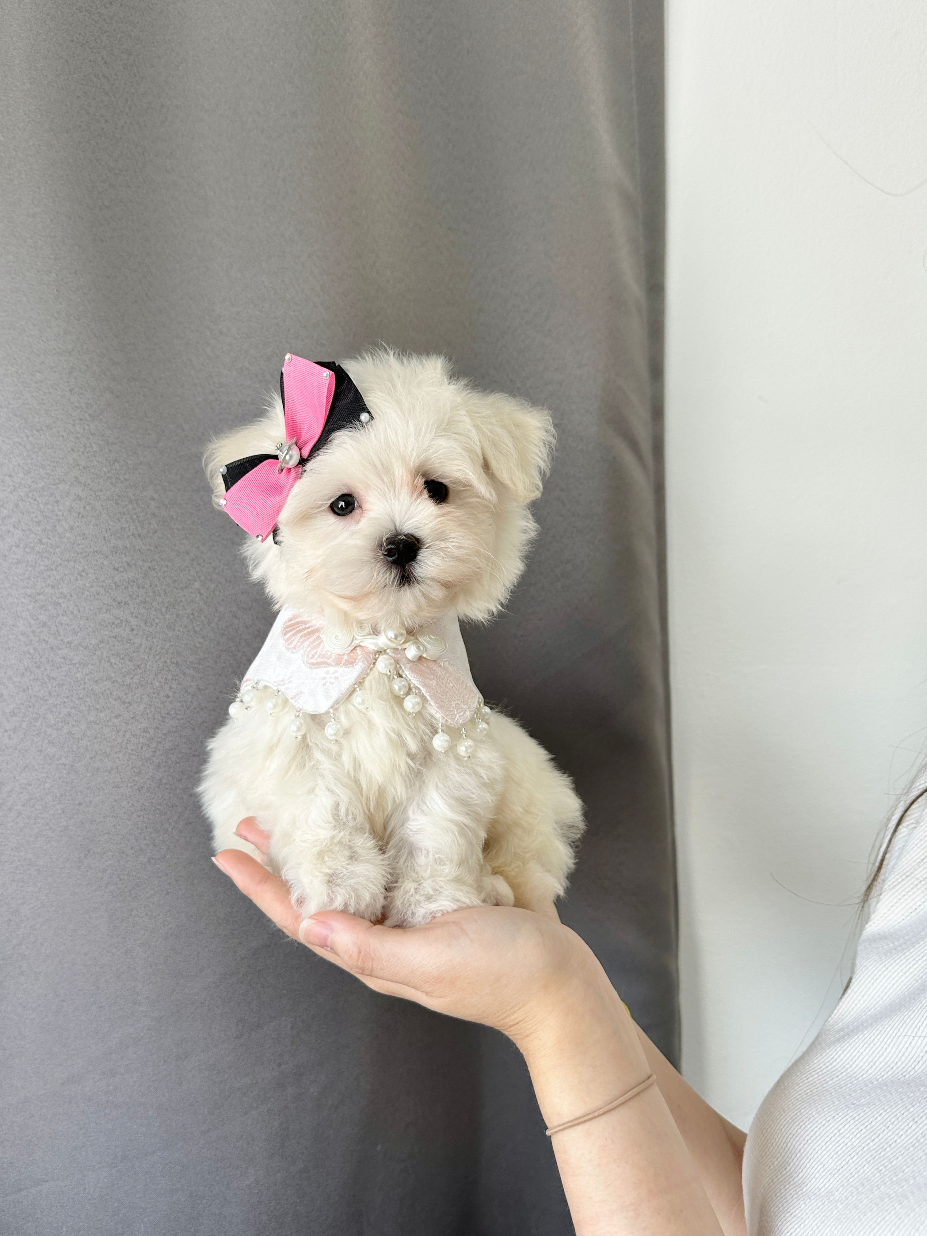 Maltese