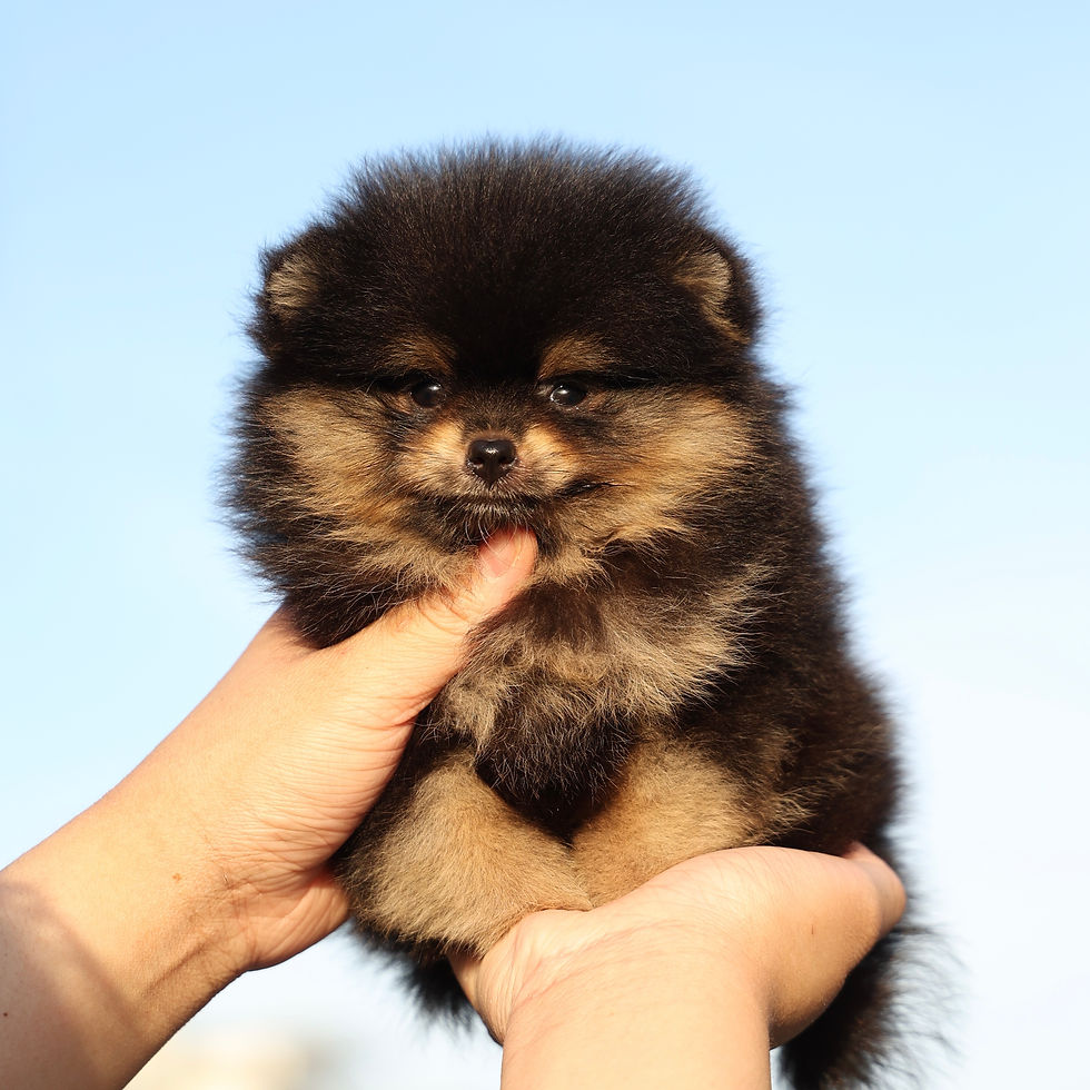 Thumbnail: Pomeranian - Chelsea 