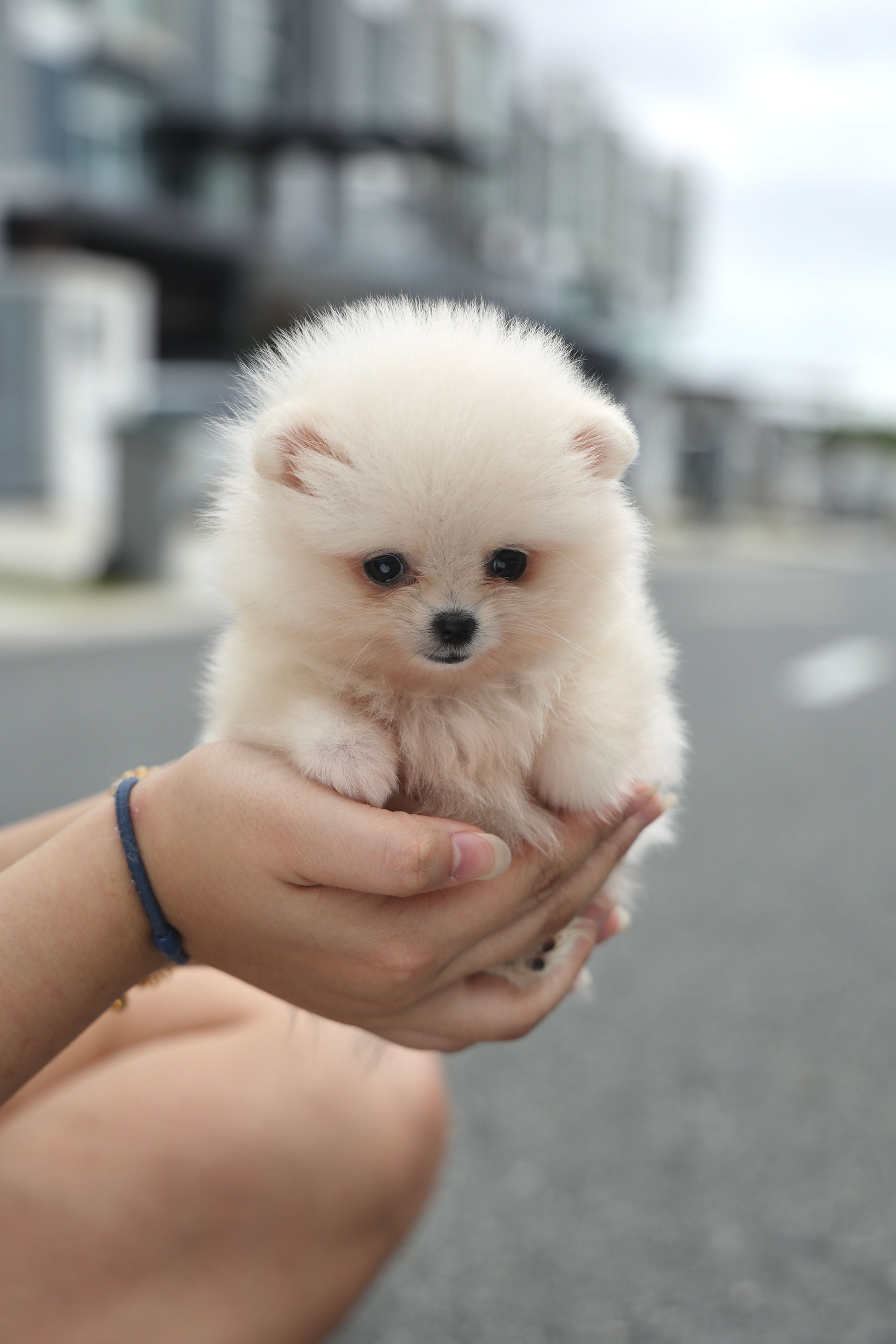 Pomeranian-Yaya