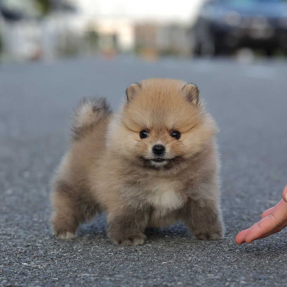 Thumbnail: Pomeranian - Chonky