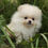 Thumbnail: Pomeranian- Lemon