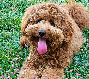 Arlo 5.jpg