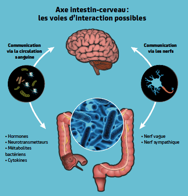 Schema de l'axe intestin-cerveau