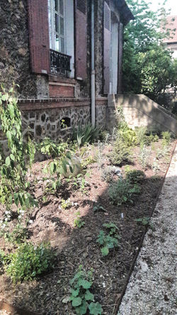 Massif en pied de maison