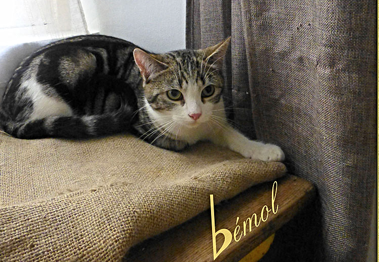 Bemol_LB_2_edited