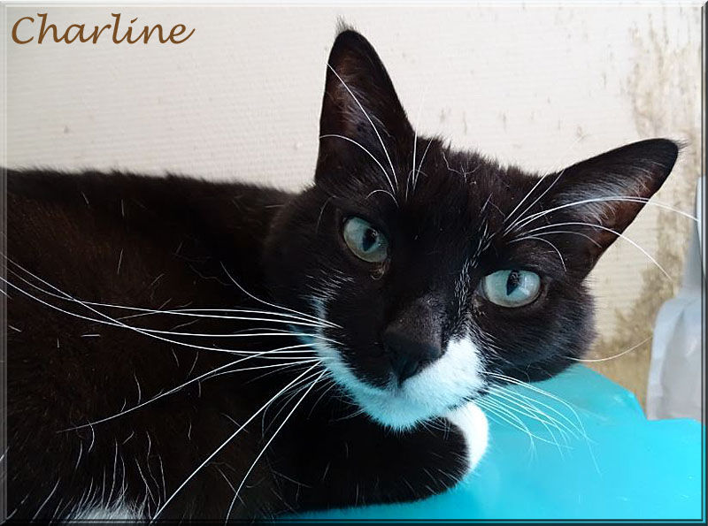 Rt_Charline_IE_2_