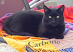 Carbone_AB_LB_0_edited