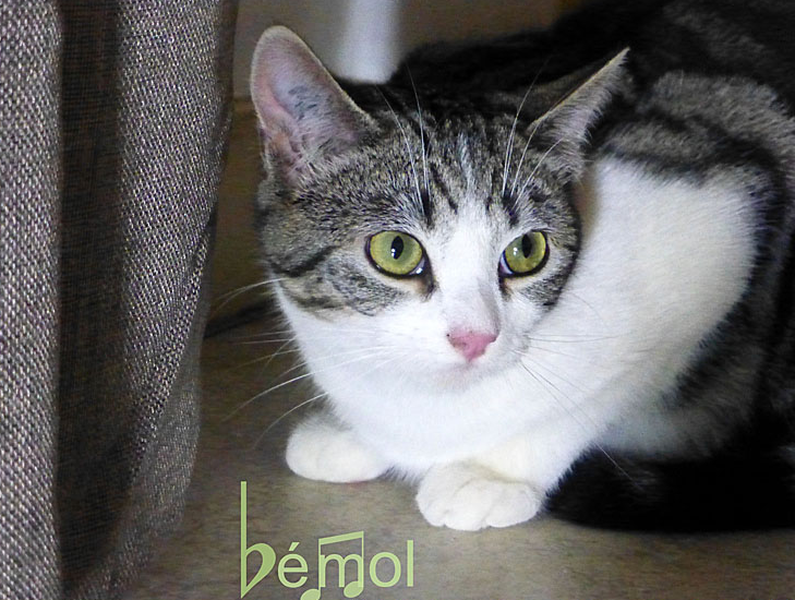 Bemol_LB_3_edited