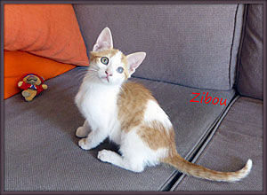 Zibou_LB_0