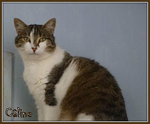 Rt_Caline_IE-LB_0