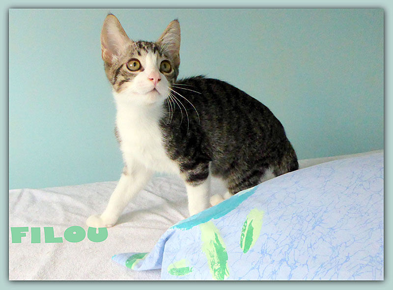 Filou-aout15_LB_6