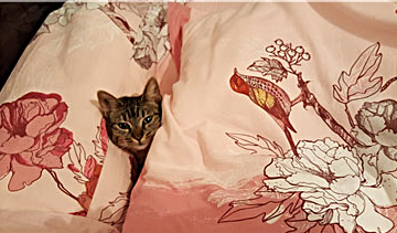 T_Chamade-Princesse_02_edited
