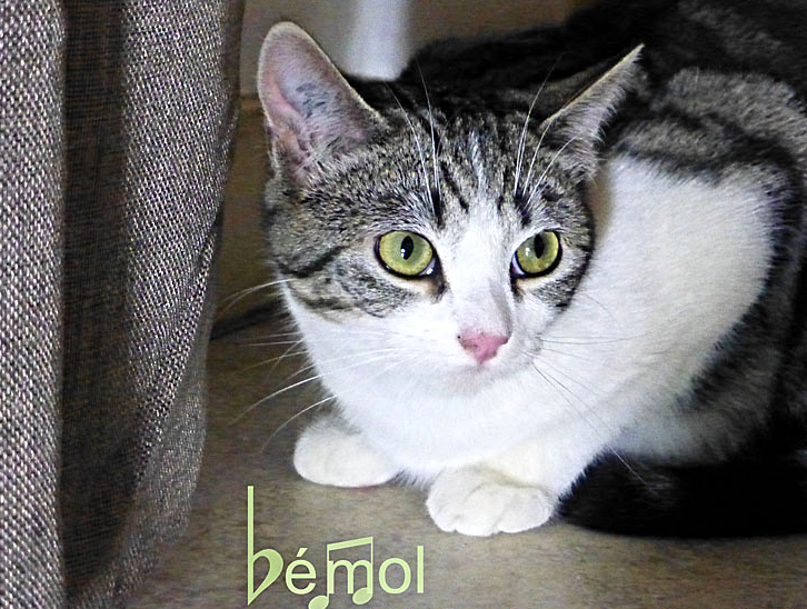 Bemol_LB_3_edited