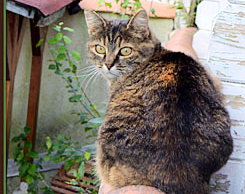 Bastet_LB_0_edited